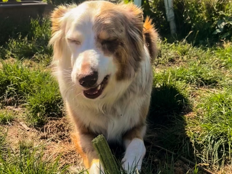 Hoe kies je een goeie&nbsp;hondensnack?